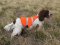 SOS Blaze Orange and Reflective Gun Dog Vest Large Size