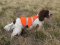 SOS Blaze Orange and Reflective Gun Dog Vest Medium-Large Size