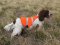 SOS Blaze Orange and Reflective Gun Dog Vest Medium Size