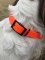 SOS Blaze Orange Dog Collar 2.5cm Wide 65cm with Black Buckle