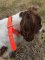 SOS Blaze Orange Dog Padded Collar 2.0cm Wide 55cm Long with Silver Buckle