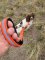 Dog Lead: Blaze Orange Reflective 2 Handled Dog Lead