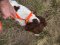 Dog Lead: Blaze Orange Reflective 2 Handled Dog Lead