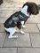 Avery Neoprene 5mm Dog Vest in Bottomland Camo - Medium