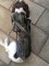 Avery Standard Neoprene 3mm Dog Vest in Bottomland Camo - Small