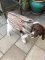 Avery Neoprene 5mm Boater's Dog Vest in Habitat Camo - XL