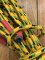 Long Dog Lead: Professional 10 metre Dog Trainer Yellow/Green/Black Checkered Fleck Lead