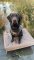 Avery LAB Sized Neoprene 5mm Boater's Dog Vest in Habitat Camo - Large